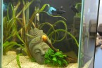 Acquarium mit Black Mollies und Kampffisch
