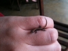 Baby Gekko auf meiner Hand