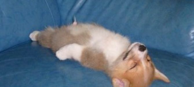 Hundl auf Couch