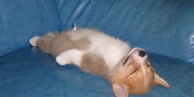 Hundl auf Couch