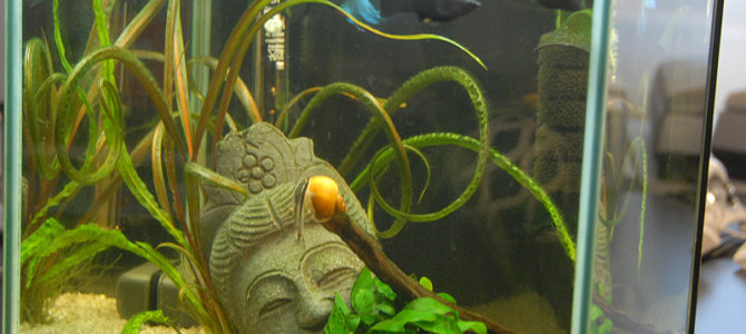 Acquarium mit Black Mollies und Kampffisch