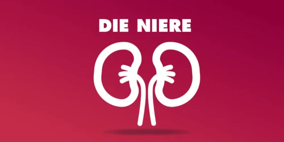 die-niere-header